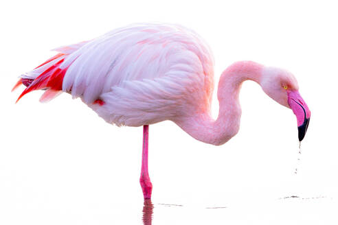 Eine heitere Darstellung eines rosafarbenen Flamingos, der anmutig auf einem Bein im Wasser balanciert, mit einem rein weißen Hintergrund, der sein lebhaftes Gefieder und seine sanften Kurven hervorhebt - ADSF52812
