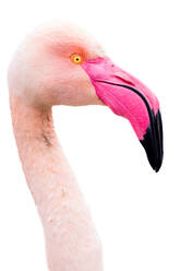 Eine detaillierte Nahaufnahme eines rosa Flamingos mit seinem unverwechselbaren gelben Auge und dem leuchtend rosa Schnabel vor einem weißen Hintergrund - ADSF52813