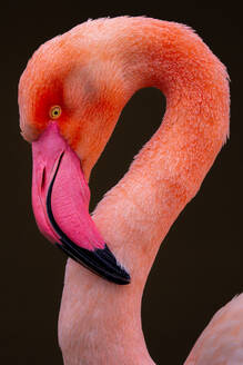 Close-up of a vibrant pink flamingo with detailed plumage and curved neck against a dark background - ADSF52814