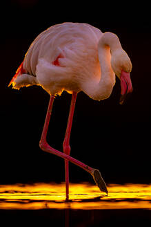 Ein anmutiger Flamingo steht einbeinig mit seinem Spiegelbild im Wasser, während der Sonnenuntergang ein goldenes Licht auf ihn wirft - ADSF52815