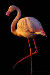 Ein anmutiger Flamingo steht auf einem Bein, zeigt sein rosafarbenes Gefieder und hebt sich lebhaft von einem dunklen Hintergrund ab - ADSF52816