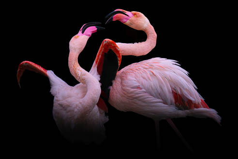 Lebhafte Flamingos, die sich mit gekreuzten Hälsen und sich berührenden Schnäbeln vor einem isolierten schwarzen Hintergrund, der ihr rosa und weißes Gefieder hervorhebt, lebhaft unterhalten - ADSF52817