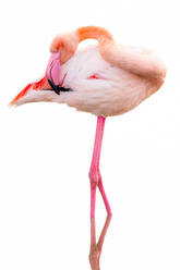 Ein anmutiger Flamingo steht mit gebogenem Hals vor einem weißen Hintergrund und zeigt sein ausgeprägtes rosa Gefieder und seine langen Beine - ADSF52818