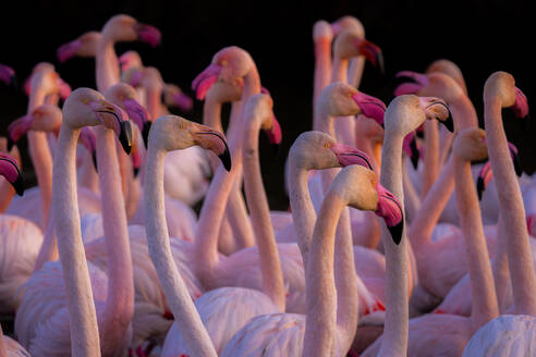 Eine dichte Ansammlung von Flamingos vor einem dunklen Hintergrund, der von einem sanften Licht beleuchtet wird, das ihre rosa Schnäbel und ihr Gefieder hervorhebt - ADSF52819