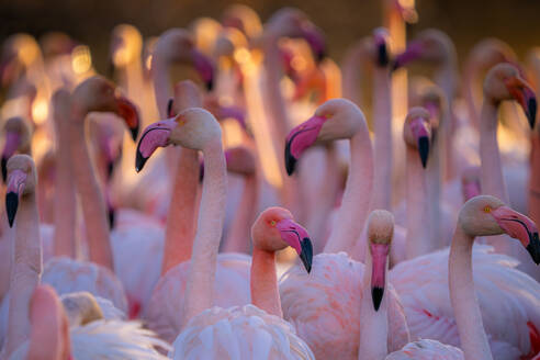 Eine heitere Ansammlung rosafarbener Flamingos, die im weichen Licht der untergehenden Sonne ruhen - ADSF52820
