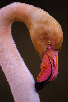 Nahaufnahme des Kopfes und des Halses eines Flamingos mit komplizierten Federdetails vor einem dunklen Hintergrund, der das Auge und den Schnabel des Flamingos hervorhebt - ADSF52821