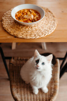 Von oben neugierige weiße Katze mit blauen Augen, die nach oben auf eine Schüssel mit Suppe auf einem Tisch schaut - ADSF52822