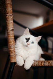 Weiße Katze mit blauen Augen und einem schwarzen Fleck auf dem Kopf, die auf einem Rattanstuhl ruht - ADSF52823