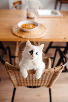 Von oben neugierige weiße Katze mit blauen Augen, die nach oben auf eine Schüssel mit Suppe auf einem Tisch schaut - ADSF52824