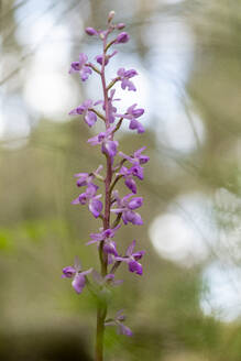 Eine zarte Orchis langei-Blüte, die in ihrer natürlichen Umgebung im Wald aufgenommen wurde und ihre schönen violetten Blüten an einem schlanken Stiel präsentiert. - ADSF52826