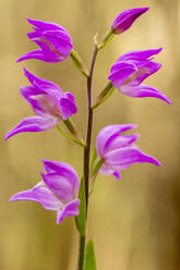 A close-up of Orchis langei showcasing its vibrant purple blooms against a soft-focused natural background. - ADSF52827