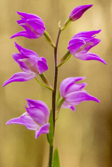 Eine Nahaufnahme von Orchis langei mit ihren leuchtend violetten Blüten vor einem sanft fokussierten natürlichen Hintergrund. - ADSF52827