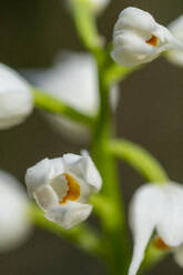 Nahaufnahme der zarten weißen Blüten von Cephalanthera rubra, auch bekannt als Rote Nieswurz, in ihrer natürlichen Umgebung im Wald. - ADSF52828