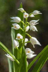 Nahaufnahme der zarten weißen Blüten der Orchidee Cephalanthera longifolia, auch bekannt als Schwertblättrige Helleborine, in ihrer natürlichen Umgebung im Wald. - ADSF52830