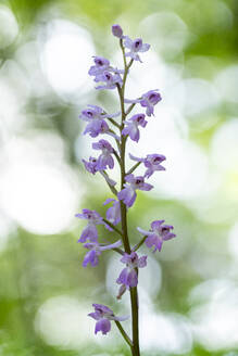 Eine heitere Orchis langei blüht mit zartvioletten Blüten, die in einer natürlichen Umgebung mit einem schön verschwommenen grünen Hintergrund präsentiert werden. - ADSF52831