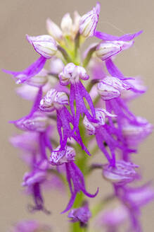 Nahaufnahme einer leuchtend violetten Orchidee in voller Blüte vor einem weichen, unscharfen Hintergrund. - ADSF52833