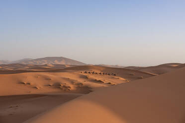 Eine Karawane von Kamelen mit unbekannten Reitern über die hügeligen Sanddünen des Erg Chebbi in der marokkanischen Wüste Merzouga im warmen Licht des frühen Morgens oder späten Nachmittags - ADSF52938