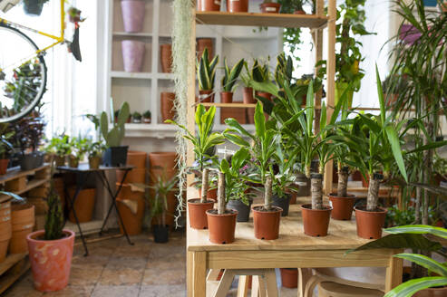 Various potted plants arranged on table at nursery - VRAF00389