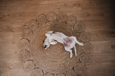 Hund liegend und spielend auf Weidenteppich zu Hause - EBBF08721