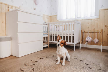 Niedlicher Hund sitzt auf Weidenteppich im Kinderzimmer zu Hause - EBBF08722