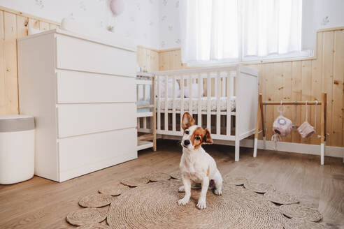 Cute dog sitting on wicker rug in nursery bedroom at home - EBBF08722