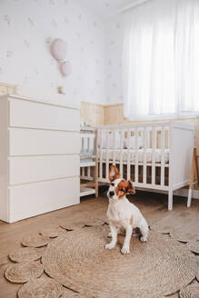 Dog sitting on wicker rug in nursery bedroom at home - EBBF08723