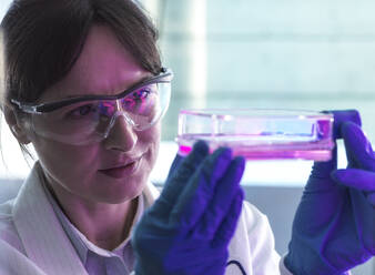 Scientist with protective glasses examining cells in glassware at medical lab - ABRF01151