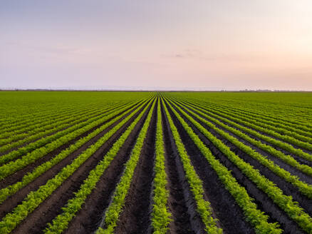 Serbien, Provinz Vojvodina, Drohnenansicht eines riesigen grünen Karottenfeldes in der Morgendämmerung - NOF00947