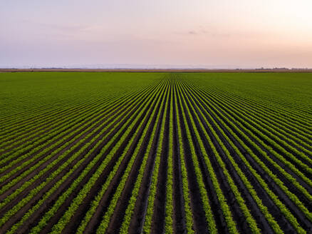 Serbia, Vojvodina Province, Drone view of vast green carrot field at sunrise - NOF00948