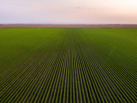 Serbia, Vojvodina Province, Drone view of vast green carrot field at sunrise - NOF00949