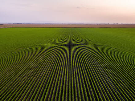 Serbien, Provinz Vojvodina, Drohnenansicht eines großen grünen Karottenfeldes bei Sonnenaufgang - NOF00949
