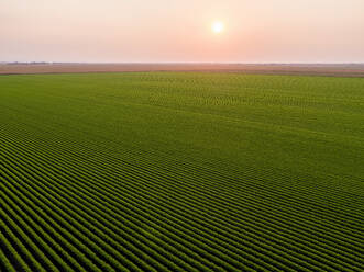 Serbien, Provinz Vojvodina, Drohnenansicht eines großen grünen Karottenfeldes bei Sonnenaufgang - NOF00950