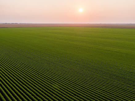 Serbia, Vojvodina Province, Drone view of vast green carrot field at sunrise - NOF00950