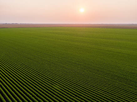 Serbien, Provinz Vojvodina, Drohnenansicht eines großen grünen Karottenfeldes bei Sonnenaufgang - NOF00950