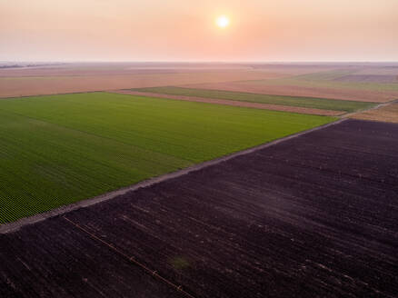 Serbia, Vojvodina Province, Drone view of vast green carrot field at sunrise - NOF00951