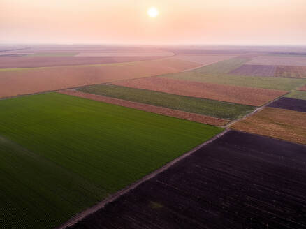 Serbia, Vojvodina Province, Drone view of vast green carrot field at sunrise - NOF00952