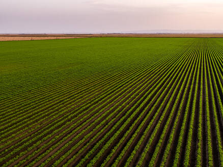 Serbien, Provinz Vojvodina, Drohnenansicht eines riesigen grünen Karottenfeldes in der Morgendämmerung - NOF00953