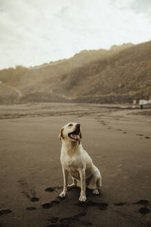 Labradorhund auf Sand am Strand sitzend - ACPF01561