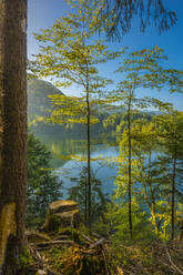 Germany, Bavaria, Oberstdorf, Shore of Freibergsee lake in autumn - MHF00760