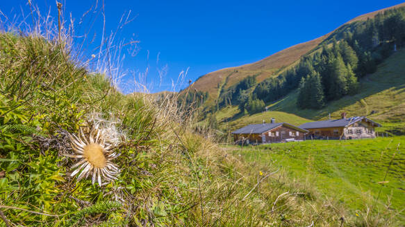 Deutschland, Bayern, Oberstdorf, Berghütten mit blühenden Wildblumen im Vordergrund - MHF00761