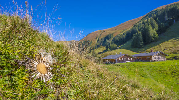 Germany, Bavaria, Oberstdorf, Mountain huts with blooming wildflower in foreground - MHF00761