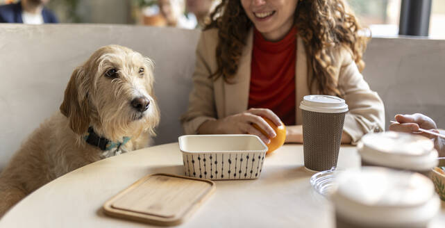 Businesswoman with dog at lunch break in office cafe - JCCMF11311