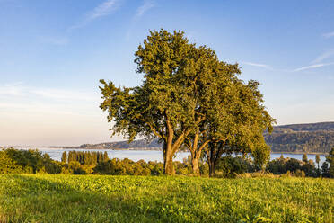 Deutschland, Baden-Württemberg, Horn am Bodensee, Apfelbäume mit Bodensee im Hintergrund - WDF07527