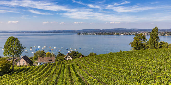 Schweiz, Thurgau, Mannenbach, Panoramablick auf einen Weinberg am Seeufer im Sommer - WDF07530