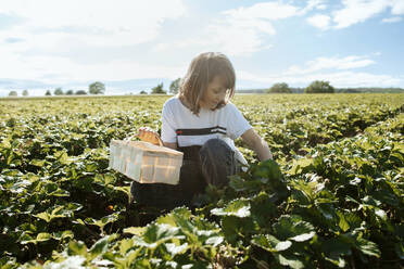 Mädchen pflückt Erdbeeren auf einem Feld - ELMF00005