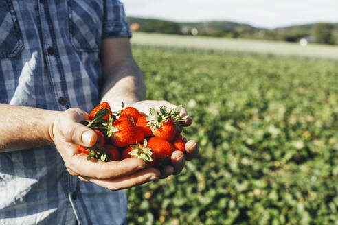 Mann hält Erdbeeren auf einem Feld an einem sonnigen Tag - ELMF00006