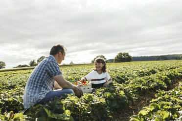 Vater und Tochter pflücken Erdbeeren auf einem Feld - ELMF00007