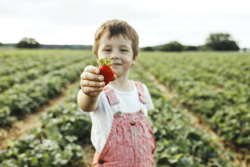 Junge zeigt Erdbeere im Feld - ELMF00009