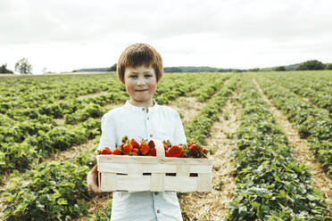 Smiling boy holding basket of strawberries in field - ELMF00010