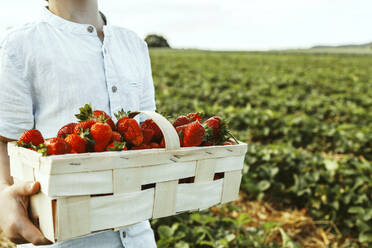 Junge hält Kiste mit Erdbeeren auf einem Feld - ELMF00011